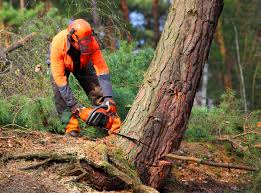 Best Stump Grinding and Removal  in Randleman, NC