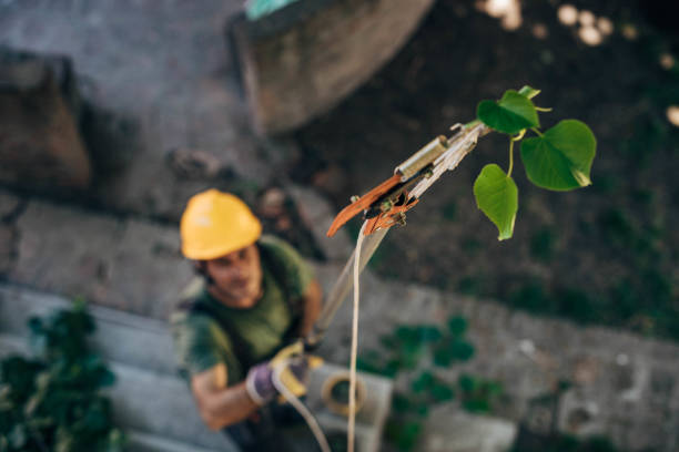 How Our Tree Care Process Works  in  Randleman, NC